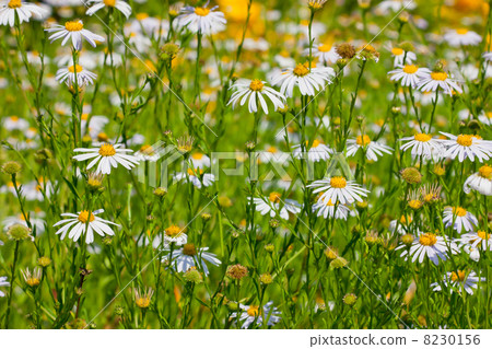 White perennial asters White perennial asters 8230156