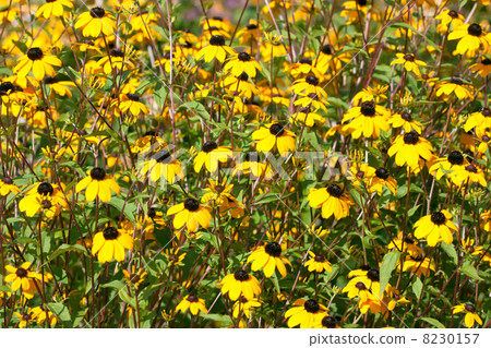Yellow Rudbeckia Yellow Rudbeckia 8230157