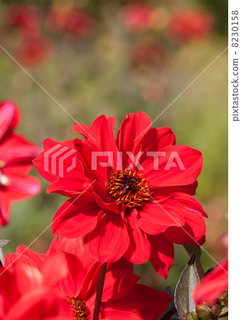 Red dahlia Red dahlia 8230158