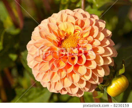 orange dahlia orange dahlia 8230159
