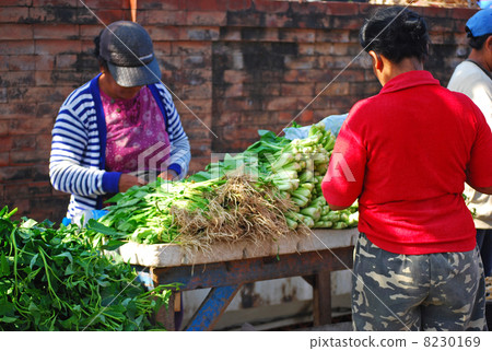 Vegetable Komatsuna Market food ingredients organic vegetables home gardening organic food education agricultural products seasonal vegetable plant food food ingredients food health services service outdoor stalls blue sky market Southeast Asia South countries South countries South Indonesia 8230169