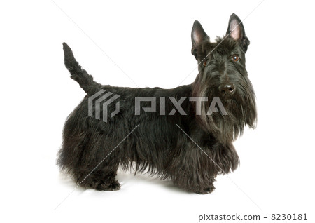 Scottish terrier 8230181