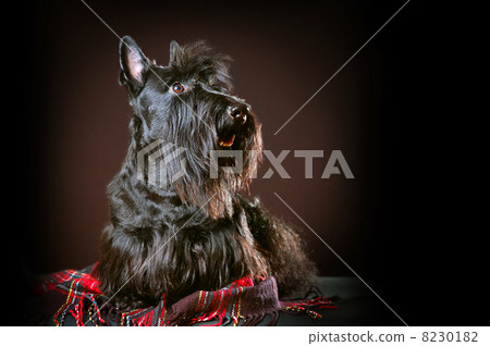 Scottish terrier 8230182