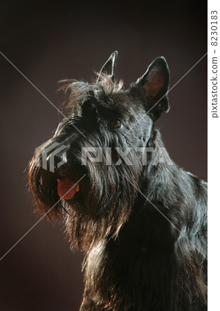 Scottish terrier Scottish terrier 8230183