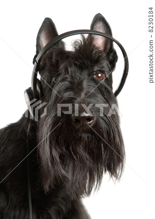 Listening to music Listening to music 8230184