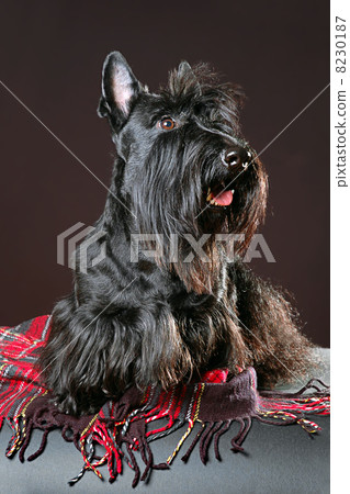 Scottish terrier 8230187