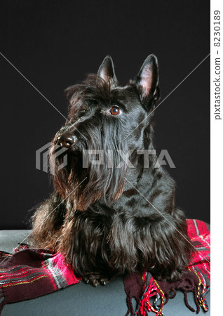 Scottish terrier 8230189