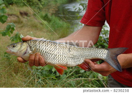 Fisherman and a fish 8230238