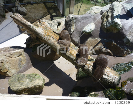 Animal Animal 8230269