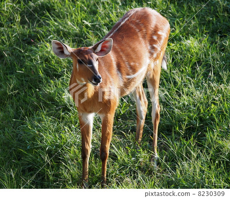 Sitatunga Sitatunga 8230309