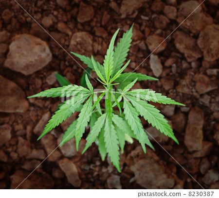 Small bush of hemp - cannabis Small bush of hemp - cannabis 8230387