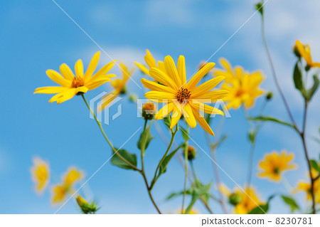 精采黃色菊花花和藍天 8230781