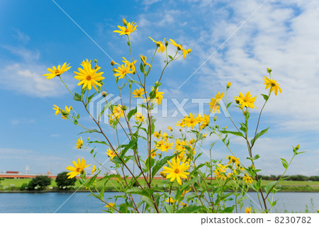 黃色花和精采菊花藍天在Arawa河的河 8230782