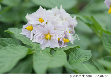 Potato flowers 8230786