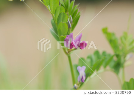 卡拉蘇諾豌豆 8230790