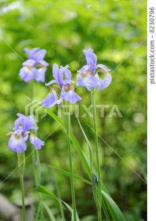 鳶尾花 8230796