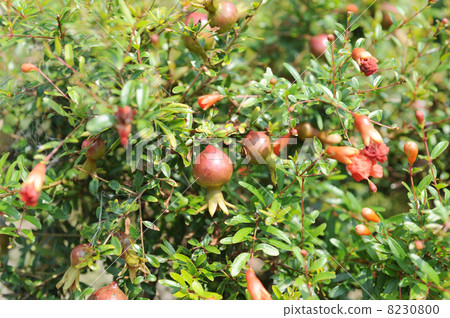 Mini-zakuro fruit 8230800