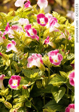 Torenia 8231153
