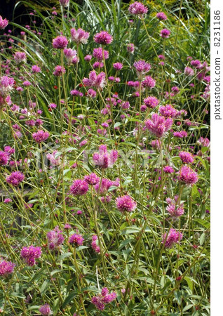 千日紅 千日紅 8231186