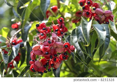 Fruits and seeds of Gonzui 8231328