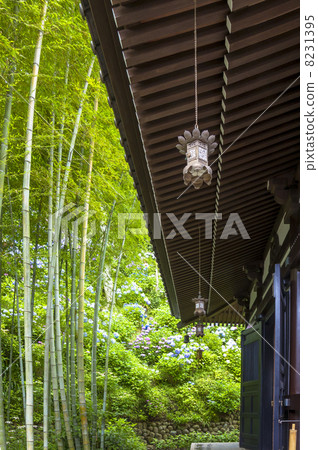 Hasega Treasures wind and a hydrangea 8231395