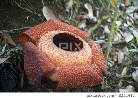 Raflesia 8231411