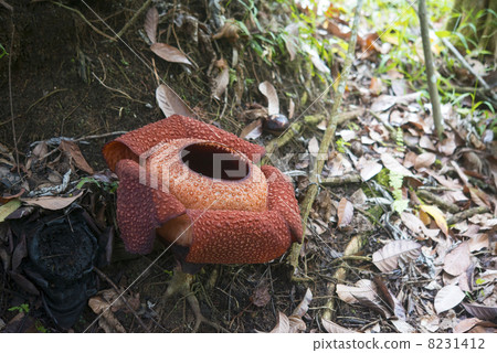 Raflesia Raflesia 8231412