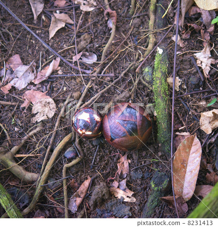 Raflesia 8231413