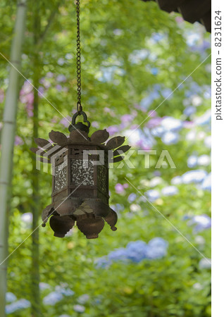 Hasega Temple of Koryo's wind and a hydrangea on the slope 8231624