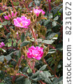 Rose of pink 8231672