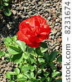 A red rose 8231674