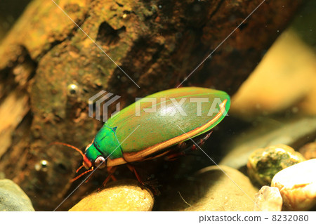 Himefu Chitridenslow 8232080