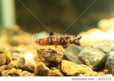 Feline Feline 8232128