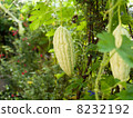 White goya 8232192