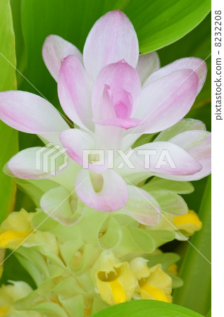 花薑黃花 花薑黃花 8232208