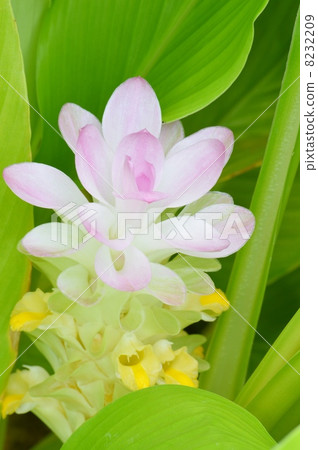 花薑黃花 8232209