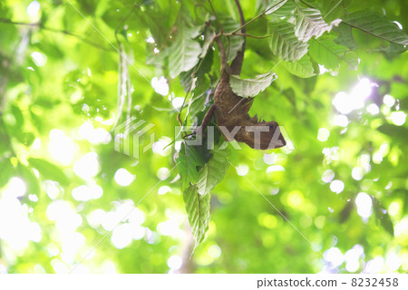 Chameleon Borneo Island 8232458