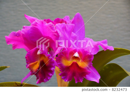 Cattleya Cattleya 8232473