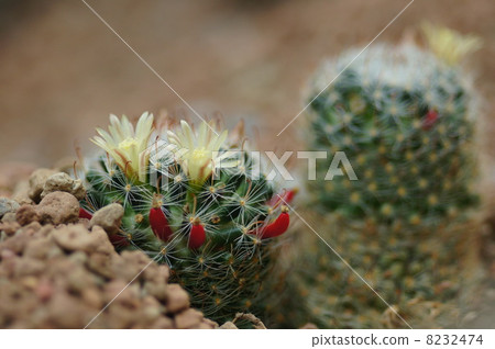 Cactus flower 8232474
