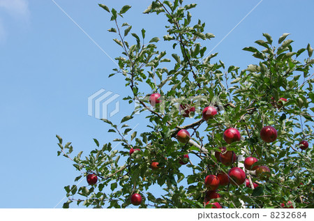 一個碩果累累的蘋果 一個碩果累累的蘋果 8232684