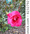 Rose of pink 8232792