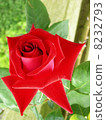 A red rose 8232793