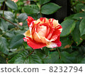 Roses of plaque 8232794