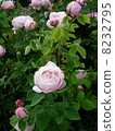 Rose of pink 8232795