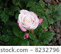 Rose of pink 8232796
