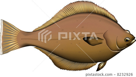 魚類插圖：比目魚“Sohachi”（日本比目魚），向量格式，白色背景（PNG 版本具有透明背景），單張圖片。 8232926