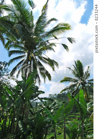 Ubud Rice terrace Rice terrace Rice field Tegalalan village Tegallaran rice Bali Indonesia Asia Southeast Asia rice rice field rice production Shigetakata paddy rice paddy field rice paddy country landscape cultivated land mountains region nature 8233244