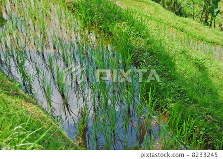Ubud Rice terrace Rice terrace Rice field Tegalalan village Tegallaran rice Bali Indonesia Asia Southeast Asia rice rice field rice production Shigetakata paddy rice paddy field rice paddy country landscape cultivated land mountains region nature 8233245