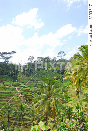 Ubud Rice terrace Rice terrace Tegalalan village Tegalalan inbetween Bali Indonesia Asia Southeast Asia rice rice cultivation Tadashida field Paddy field Paddy field rice paddy field landscape cultivated land mountains region nature landscape overseas crops agriculture 8233247