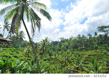 Ubud Rice terrace Rice terrace Rice field Tegalalan village Tegallaran rice Bali Indonesia Asia Southeast Asia Rice cultivation Rice cultivation Yadakida Tadada field Paddy field Paddy field Rice paddy field landscape Cultivated land Mountainous region Natural landscape 8233252